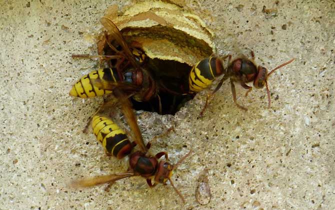 馬蜂蟄了腫了抹什么藥? 馬蜂