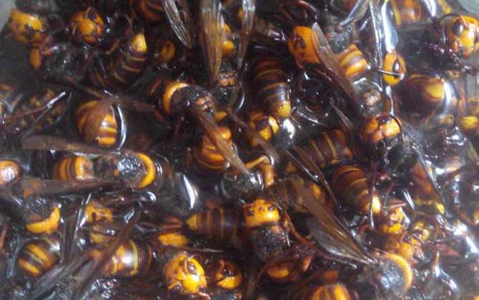 人頭蜂泡酒的壯陽功效是真的嗎? 人頭蜂泡酒