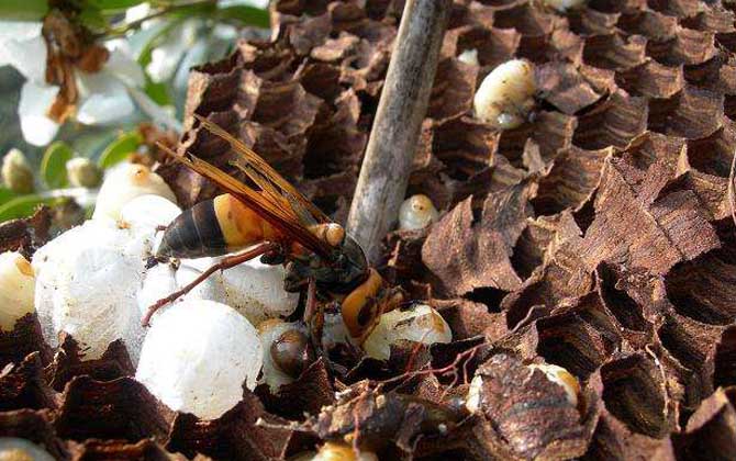 地雷蜂的毒性有多大? 地雷蜂