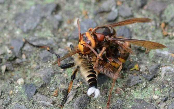 地雷蜂的毒性有多大? 地雷蜂