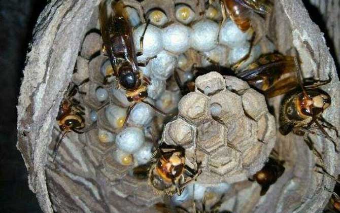 世界上最毒的蜂排名前十名 洞夜胡蜂