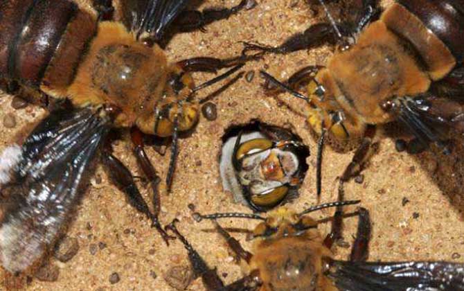 世界上最毒的蜂排名前十名 道森蜜蜂