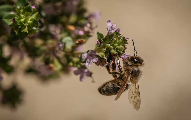 世界上最毒的蜂排名前十名 殺人蜂