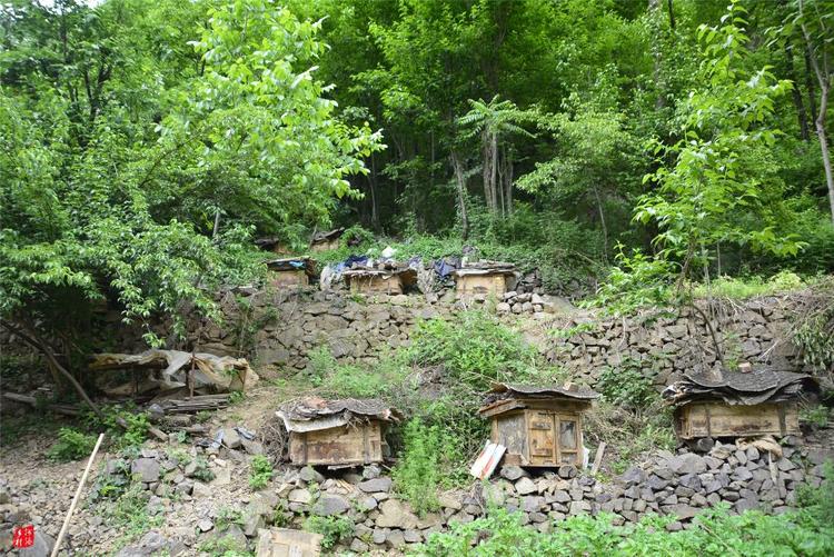 81歲老人養(yǎng)蜂半世紀(jì)，自創(chuàng)多種養(yǎng)蜂工具，怕蜜蜂丟失樹下睡3個(gè)月