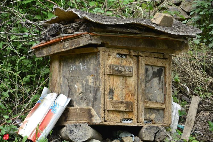 81歲老人養(yǎng)蜂半世紀(jì)，自創(chuàng)多種養(yǎng)蜂工具，怕蜜蜂丟失樹下睡3個(gè)月