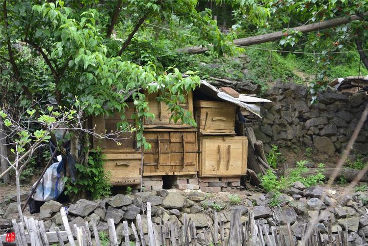 81歲老人養(yǎng)蜂半世紀(jì)，自創(chuàng)多種養(yǎng)蜂工具，怕蜜蜂丟失樹下睡3個(gè)月