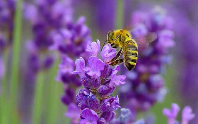 蜜蜂是益蟲(chóng)還是害蟲(chóng)？