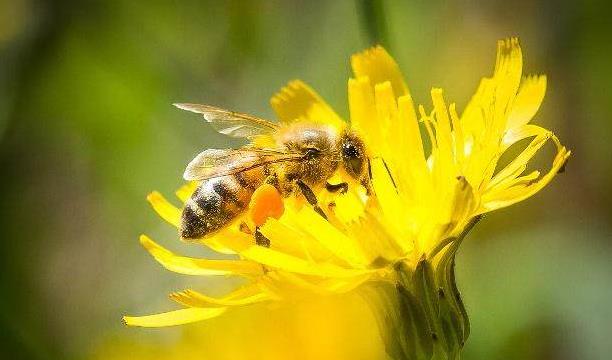 養(yǎng)殖意蜂收益好么(養(yǎng)殖意蜂,一定能產(chǎn)卵多、產(chǎn)量高、收益高嗎) 養(yǎng)殖意蜂收益好么(養(yǎng)殖意蜂,一定能產(chǎn)卵多、產(chǎn)量高、收益高嗎)