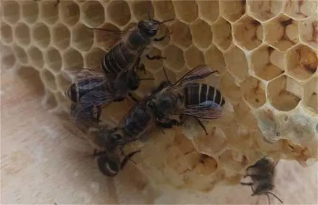 大蜂場是怎樣發展蜂王的(大型蜂場是怎么換王的) 大蜂場是怎樣發展蜂王的(大型蜂場是怎么換王的)