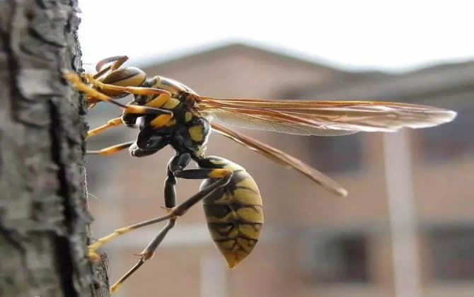 馬蜂的窩里有蜂蜜嗎？會不會釀蜜？