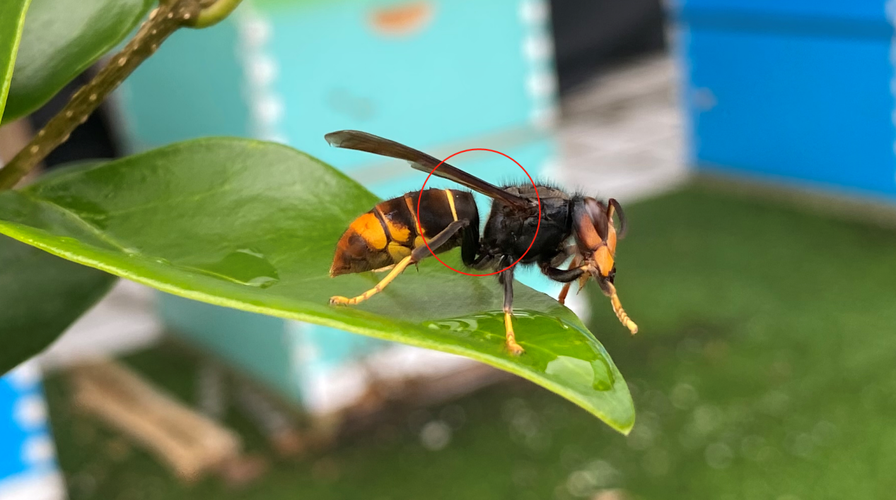 馬蜂和胡蜂有什么區別(馬蜂和胡蜂的區分方法) 馬蜂和胡蜂有什么區別(馬蜂和胡蜂的區分方法)
