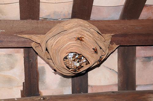 馬蜂和胡蜂有什么區別(馬蜂和胡蜂的區分方法) 馬蜂和胡蜂有什么區別(馬蜂和胡蜂的區分方法)