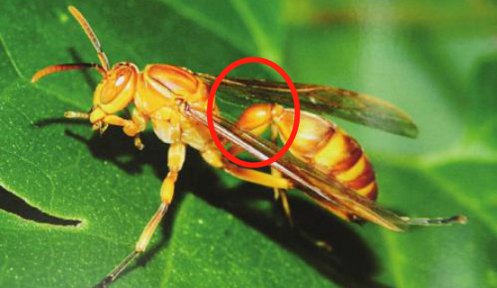 馬蜂和胡蜂有什么區別(馬蜂和胡蜂的區分方法) 馬蜂和胡蜂有什么區別(馬蜂和胡蜂的區分方法)