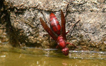 馬蜂和胡蜂有什么區別(馬蜂和胡蜂的區分方法) 馬蜂和胡蜂有什么區別(馬蜂和胡蜂的區分方法)