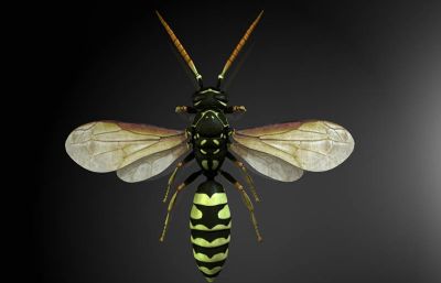 馬蜂和胡蜂有什么區別(馬蜂和胡蜂的區分方法) 馬蜂和胡蜂有什么區別(馬蜂和胡蜂的區分方法)