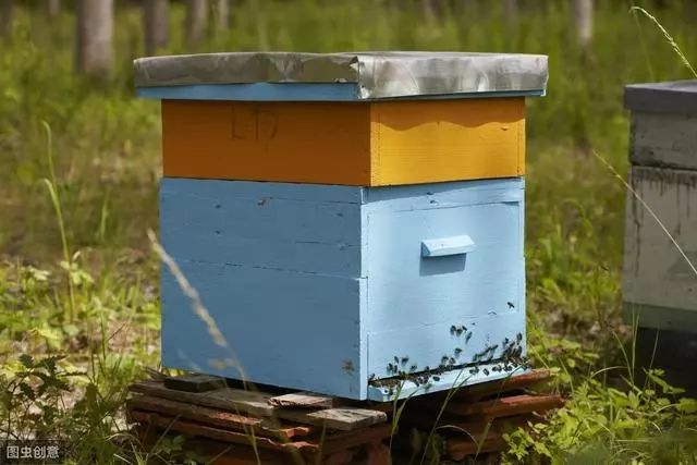 怎么樣養(yǎng)蜂才能快速發(fā)展起來（怎樣養(yǎng)蜜蜂才能快速發(fā)展起來，發(fā)展慢是什么原因）
