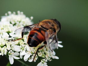 松丹一號蜂能取漿嗎(中華蜜蜂也能取蜂王漿,為什么養蜂人都不取呢) 松丹一號蜂能取漿嗎(中華蜜蜂也能取蜂王漿,為什么養蜂人都不取呢)
