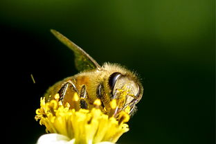 松丹一號蜂能取漿嗎(中華蜜蜂也能取蜂王漿,為什么養蜂人都不取呢) 松丹一號蜂能取漿嗎(中華蜜蜂也能取蜂王漿,為什么養蜂人都不取呢)