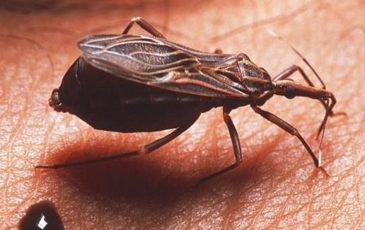 世界十大最強(qiáng)蟲(chóng)子