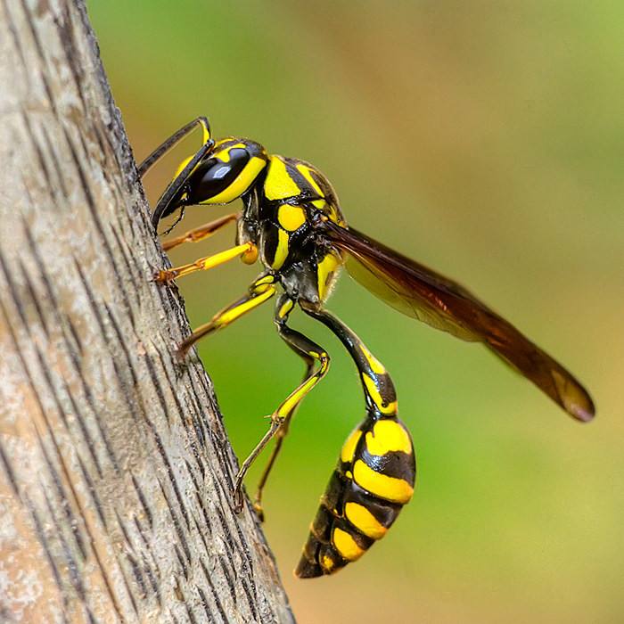 世界十大最強(qiáng)蟲(chóng)子