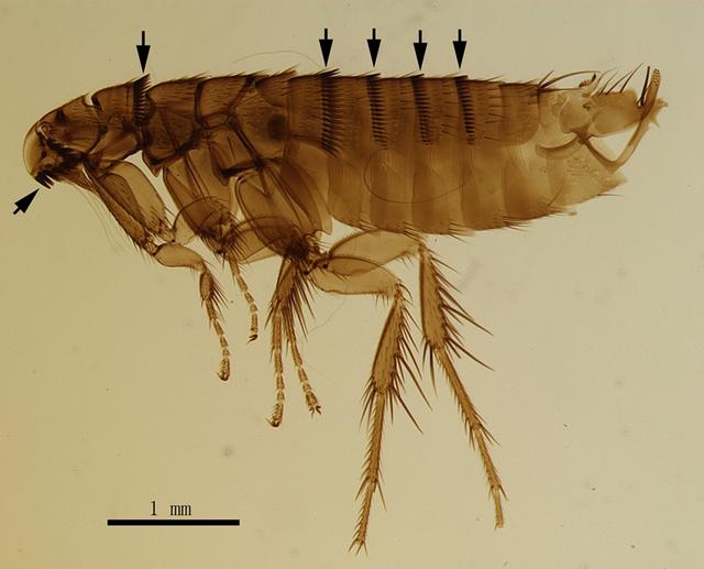最厲害的昆蟲(chóng)第一名（世界上最厲害的昆蟲(chóng)排名）