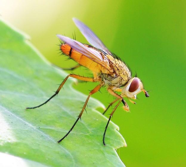 世界十大最強(qiáng)蟲(chóng)子