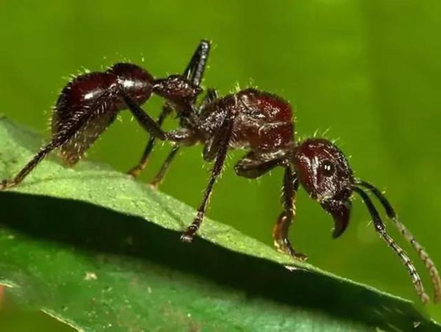 最厲害的昆蟲(chóng)第一名（世界上最厲害的昆蟲(chóng)排名）