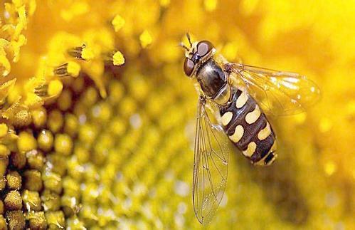 蜜蜂養(yǎng)殖成本高嗎？