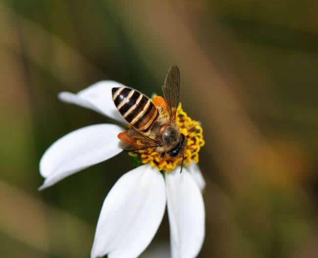 定點(diǎn)養(yǎng)蜂一個(gè)人能管理多少箱蜜蜂?