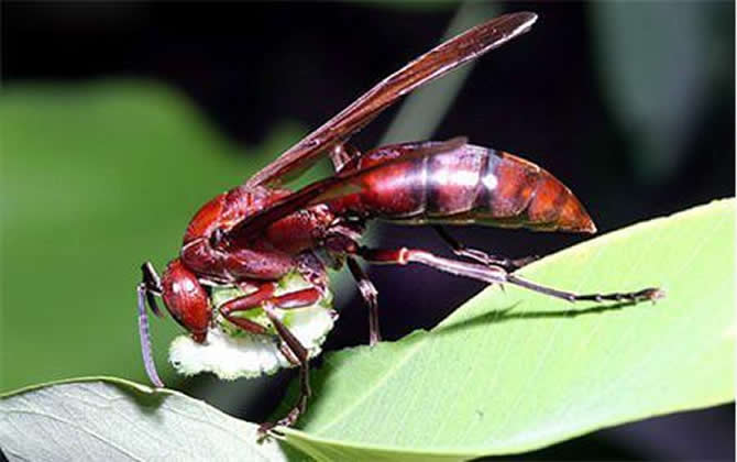 長腳胡蜂 長腳胡蜂