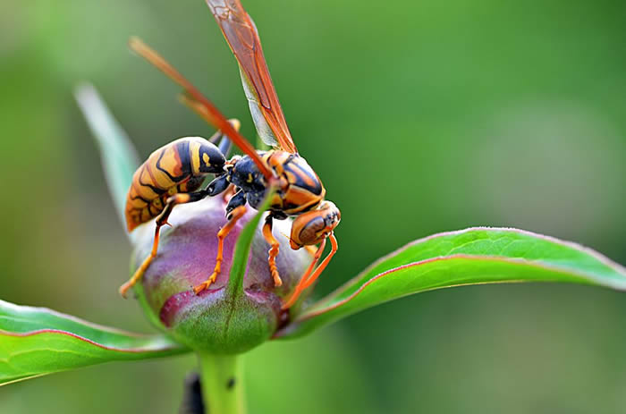 馬蜂幾天筑巢(馬蜂筑巢要多久) 馬蜂幾天筑巢(馬蜂筑巢要多久)
