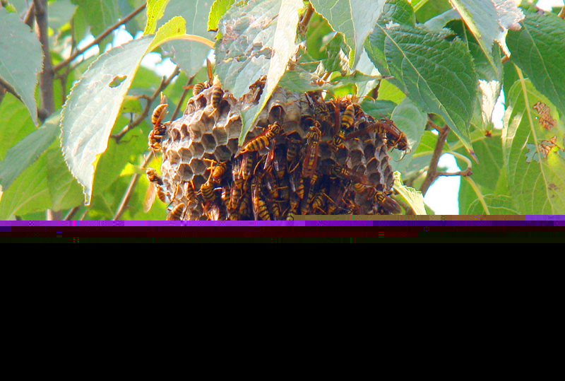 馬蜂幾天筑巢(馬蜂筑巢要多久) 馬蜂幾天筑巢(馬蜂筑巢要多久)