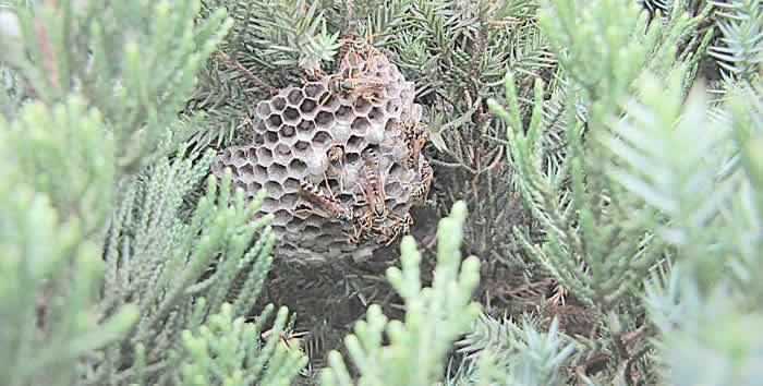 馬蜂幾天筑巢(馬蜂筑巢要多久) 馬蜂幾天筑巢(馬蜂筑巢要多久)