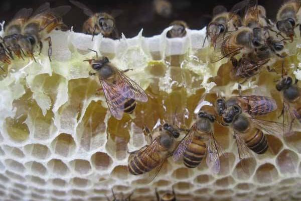 中蜂取蜂蜜的最佳時間是什么時候? 中蜂取蜂蜜的最佳時間是什么時候?