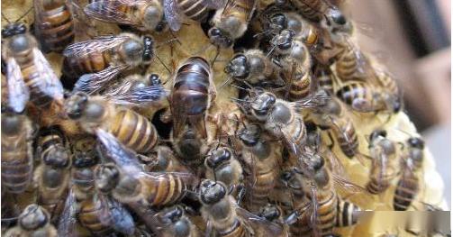 中蜂取蜂蜜的最佳時間是什么時候? 中蜂取蜂蜜的最佳時間是什么時候?