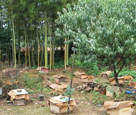 一個(gè)山區(qū)中蜂場(chǎng)最多養(yǎng)多少箱中蜂（想要養(yǎng)殖1000箱蜜蜂，需要注意哪些問(wèn)題）