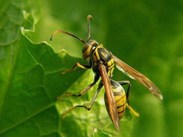 蜂場(chǎng)殘余意蜂收集起來介王可以嗎（養(yǎng)蜂人走后收集散蜂，然后用中蜂王去管理行嗎）