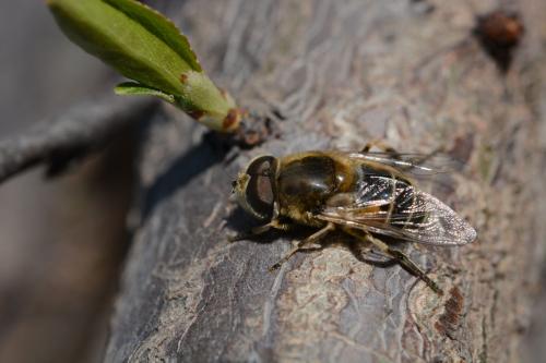 蜂場(chǎng)殘余意蜂收集起來介王可以嗎（養(yǎng)蜂人走后收集散蜂，然后用中蜂王去管理行嗎）