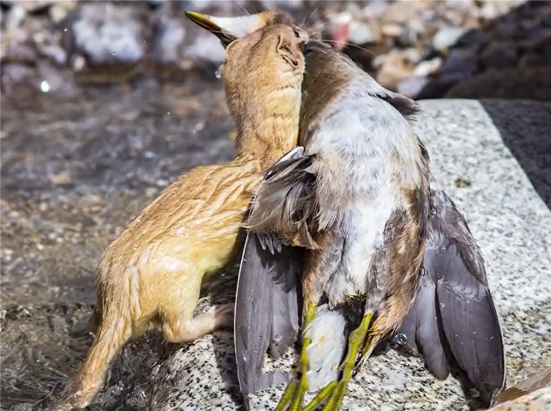 新疆帕米爾高原發(fā)現(xiàn)香鼬，不足1斤，敢捕食比自己重100倍的盤羊