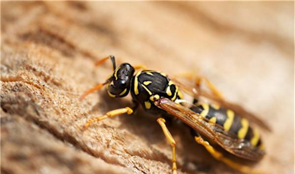 中國毒蜂排名榜(哪些是毒蜂？)