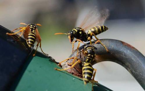 中國毒蜂排名榜(哪些是毒蜂？)