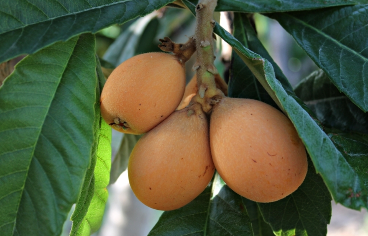 枇杷蜜和龍井茶一起沖泡行嗎(龍井茶可以加蜂蜜嗎) 枇杷蜜和龍井茶一起沖泡行嗎(龍井茶可以加蜂蜜嗎)