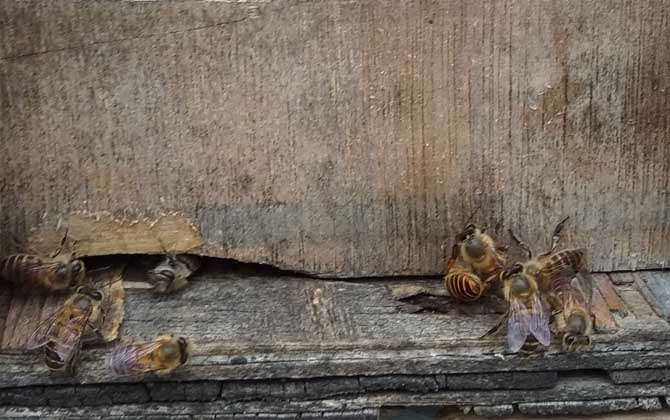 投資2萬的蜜蜂能獲利么(投資2萬養蜜蜂有多少利潤) 投資2萬的蜜蜂能獲利么(投資2萬養蜜蜂有多少利潤)