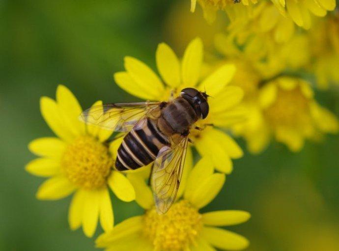 中蜜一號(hào)與松丹一號(hào)那個(gè)采蜜好(中蜜一號(hào)和松丹一號(hào)哪個(gè)好) 中蜜一號(hào)與松丹一號(hào)那個(gè)采蜜好(中蜜一號(hào)和松丹一號(hào)哪個(gè)好)