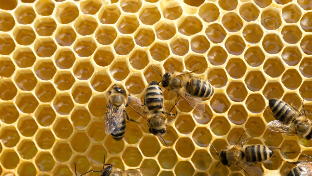 巢礎是用什么做的(加巢礎的正確方法) 巢礎是用什么做的(加巢礎的正確方法)