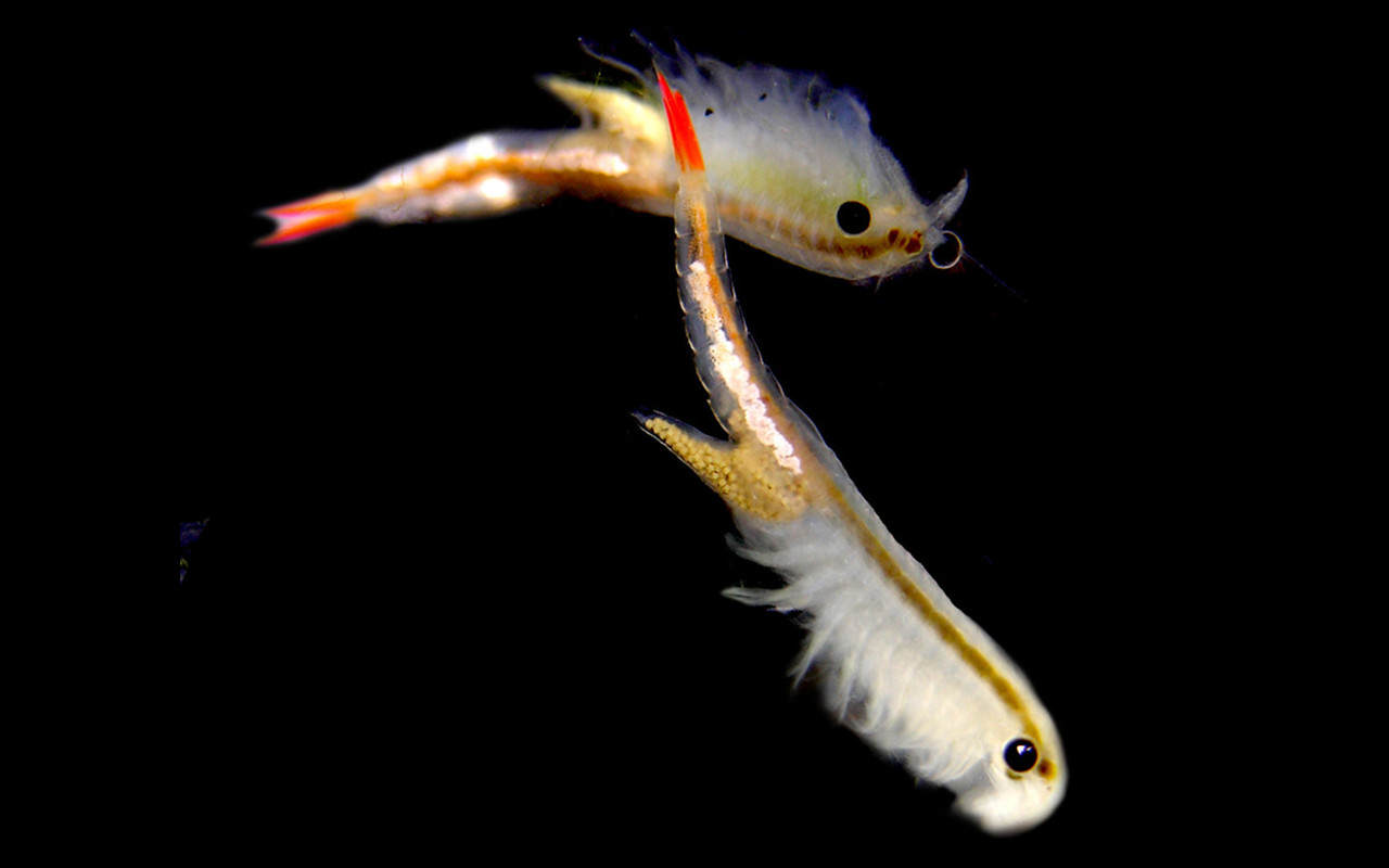 “活化石”仙女蝦為什么能活2億年,真放在開(kāi)水里煮都不死 “活化石”仙女蝦活了2億年,上月球、下鍋煮都不死?