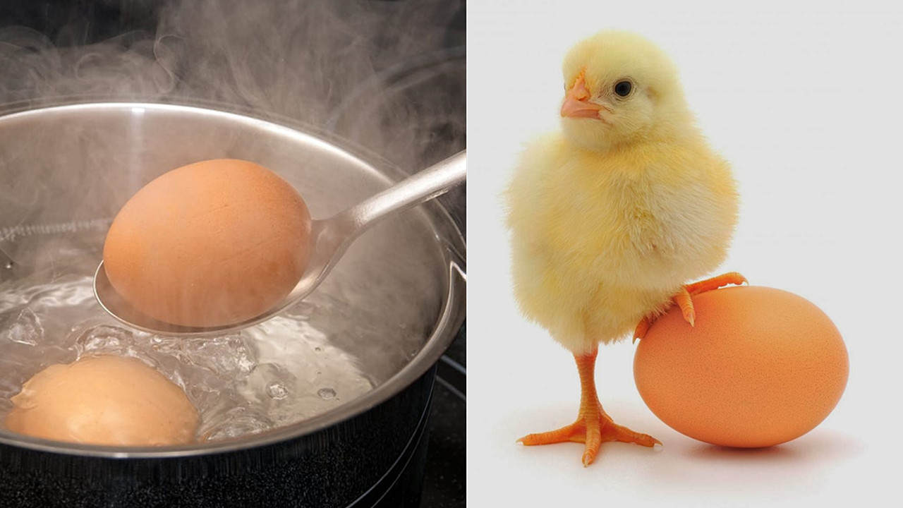 “活化石”仙女蝦為什么能活2億年,真放在開(kāi)水里煮都不死 “活化石”仙女蝦活了2億年,上月球、下鍋煮都不死?