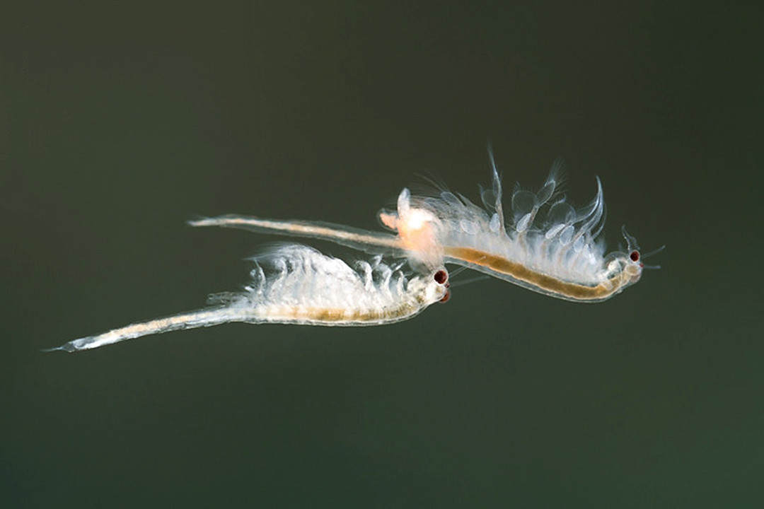 “活化石”仙女蝦為什么能活2億年,真放在開(kāi)水里煮都不死 “活化石”仙女蝦活了2億年,上月球、下鍋煮都不死?