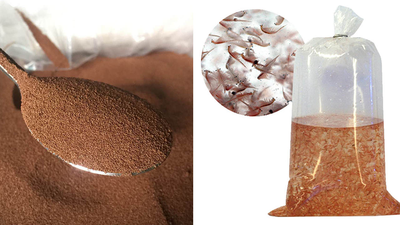 “活化石”仙女蝦為什么能活2億年,真放在開(kāi)水里煮都不死 “活化石”仙女蝦活了2億年,上月球、下鍋煮都不死?