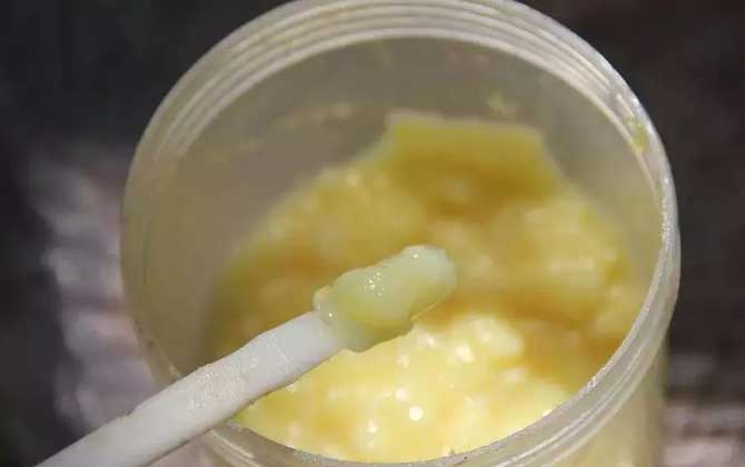 蜂王漿對(duì)人身體有好處么(吃蜂王漿有什么好處和禁忌) 蜂王漿對(duì)人身體有好處么(吃蜂王漿有什么好處和禁忌)